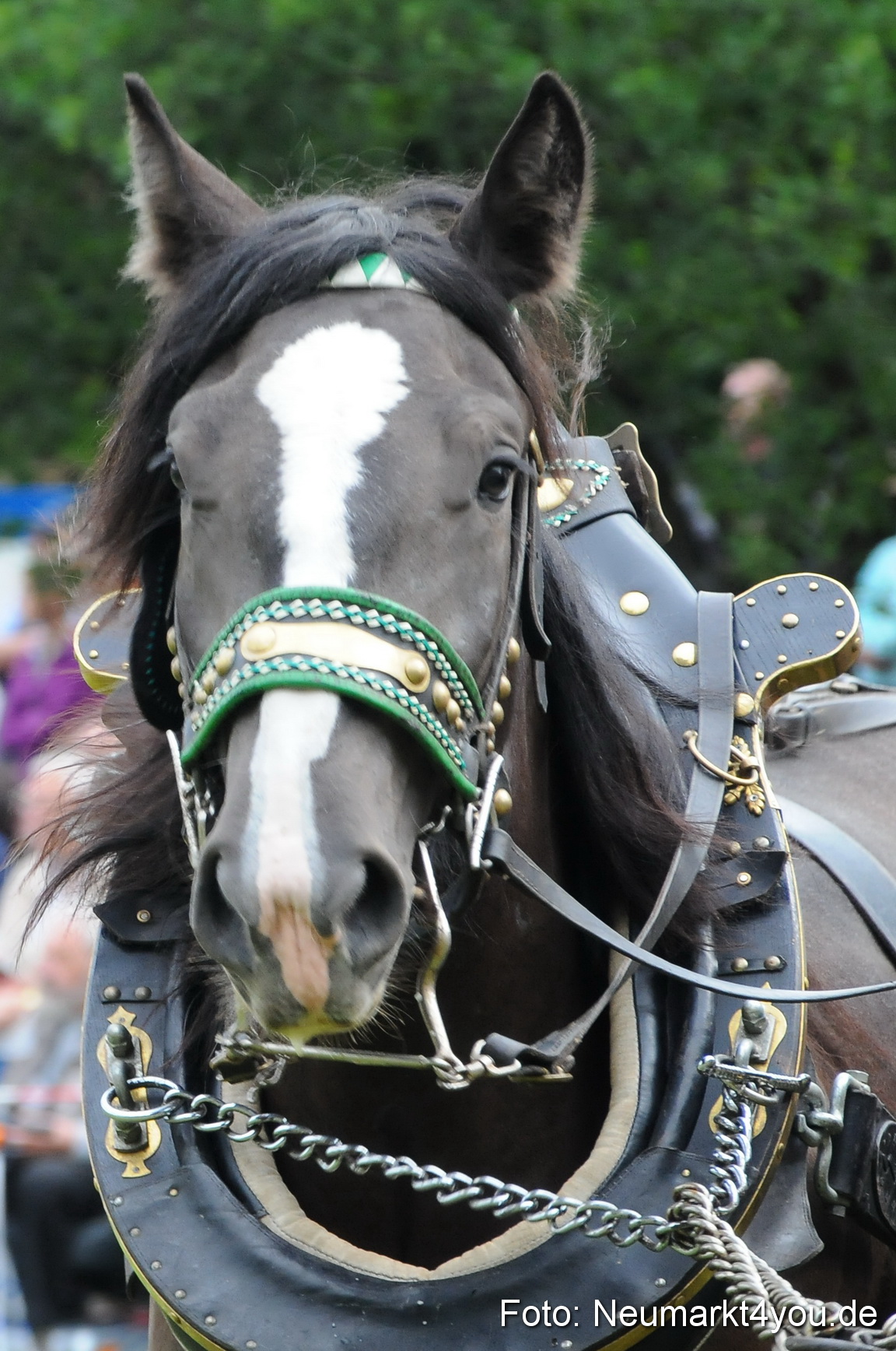 Pferdeschau Volksfest Neumarkt 160810 0075