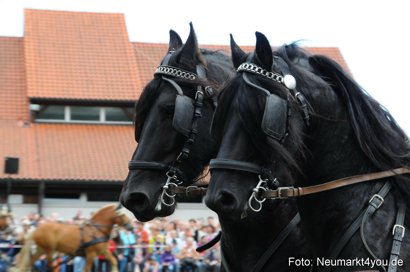 Pferdeschau Volksfest Neumarkt 160810 0077