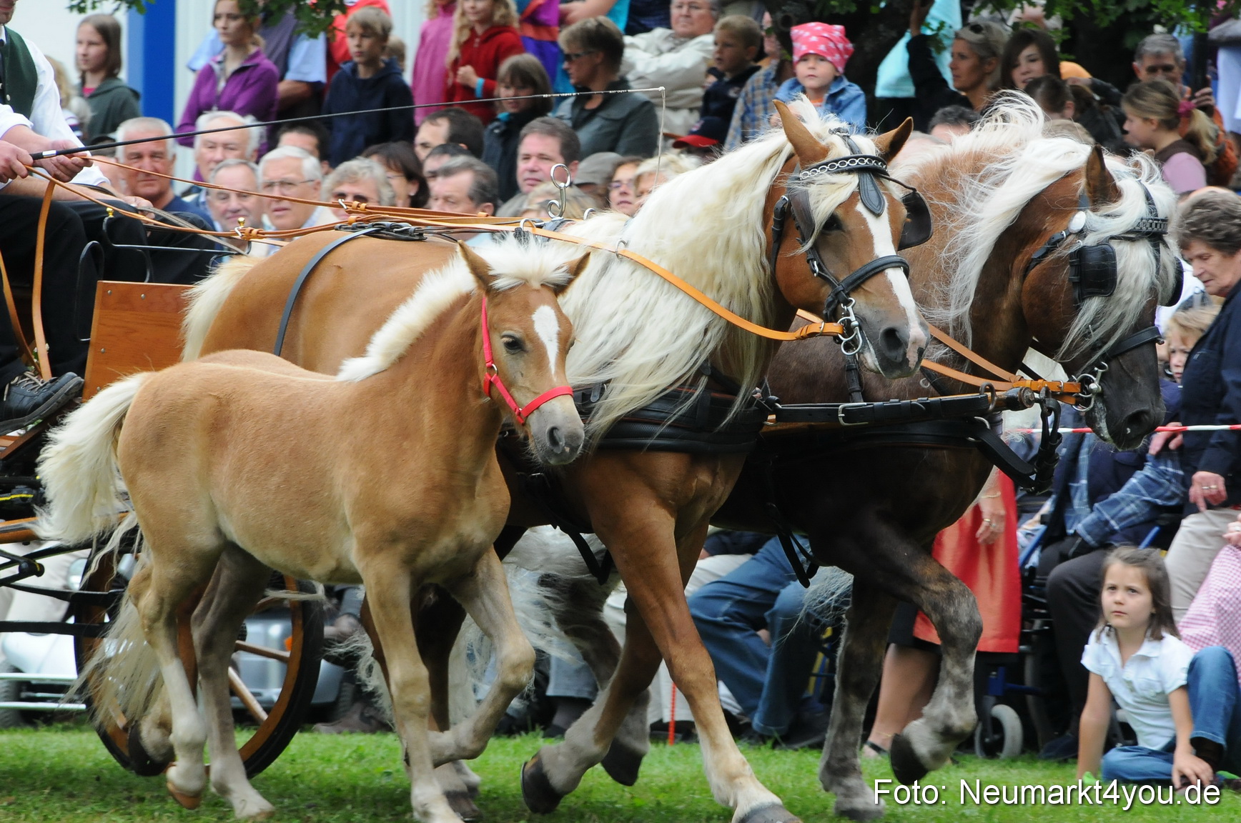 Pferdeschau Volksfest Neumarkt 160810 0094