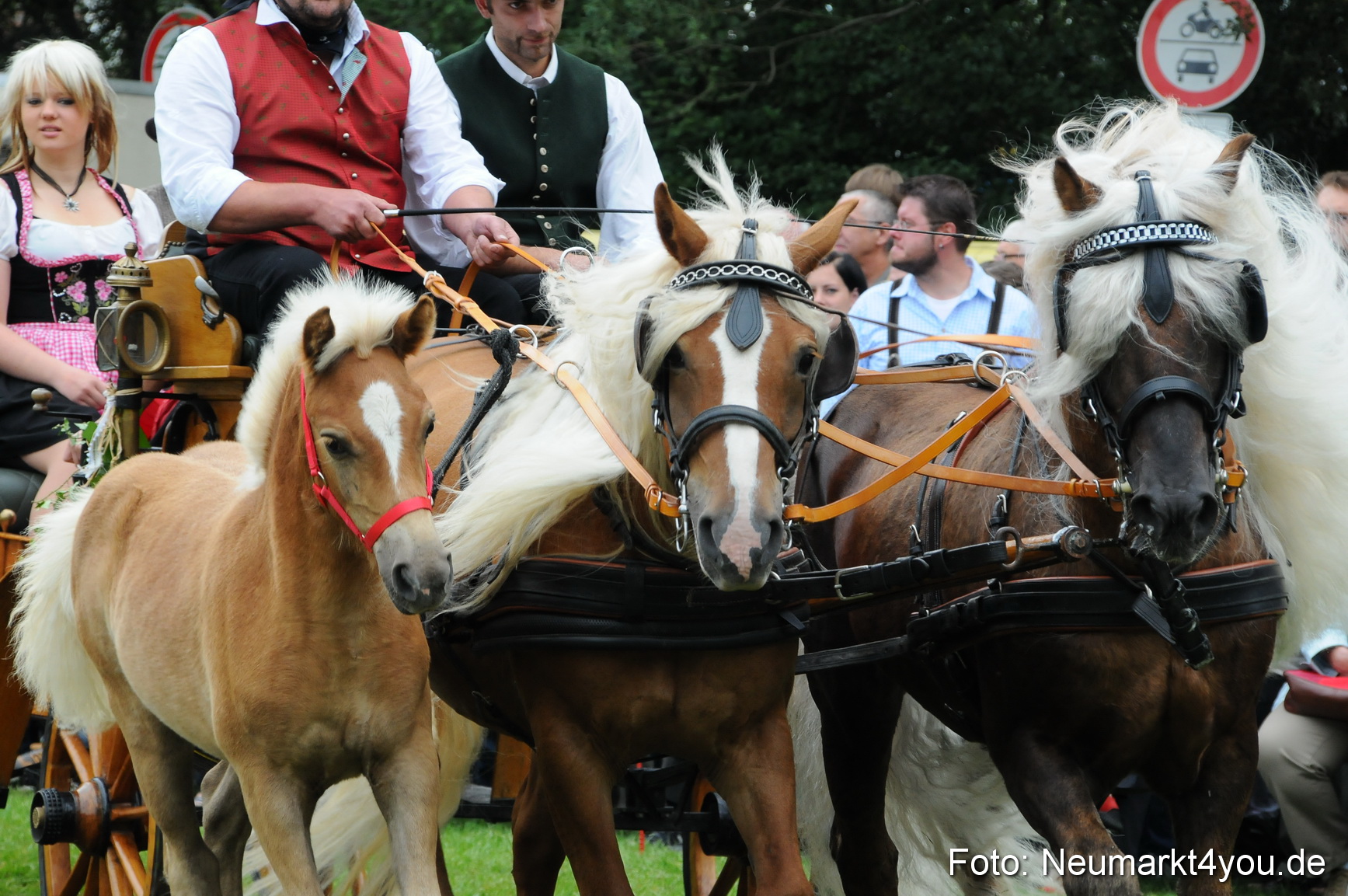 Pferdeschau Volksfest Neumarkt 160810 0097