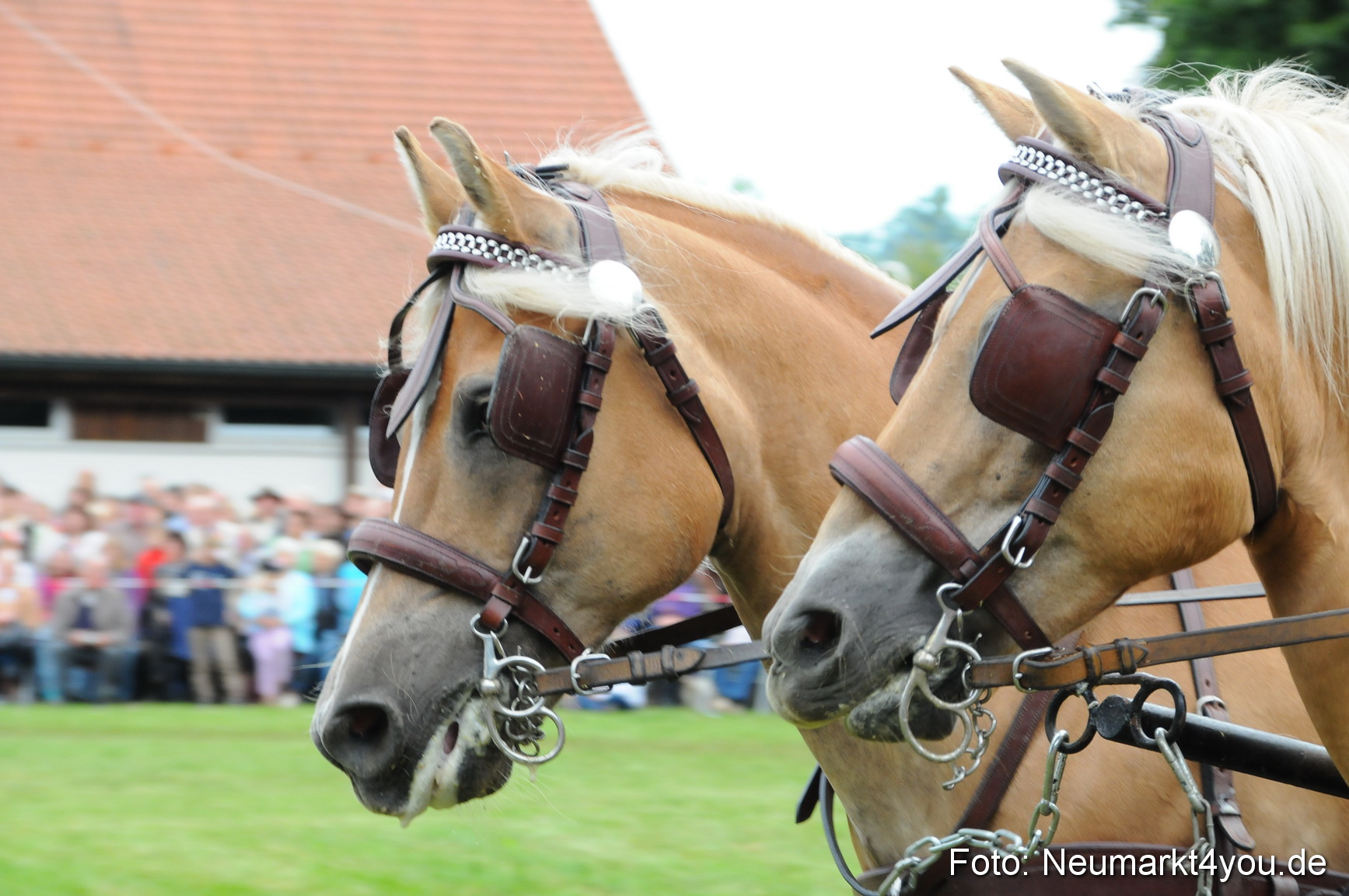 Pferdeschau Volksfest Neumarkt 160810 0098