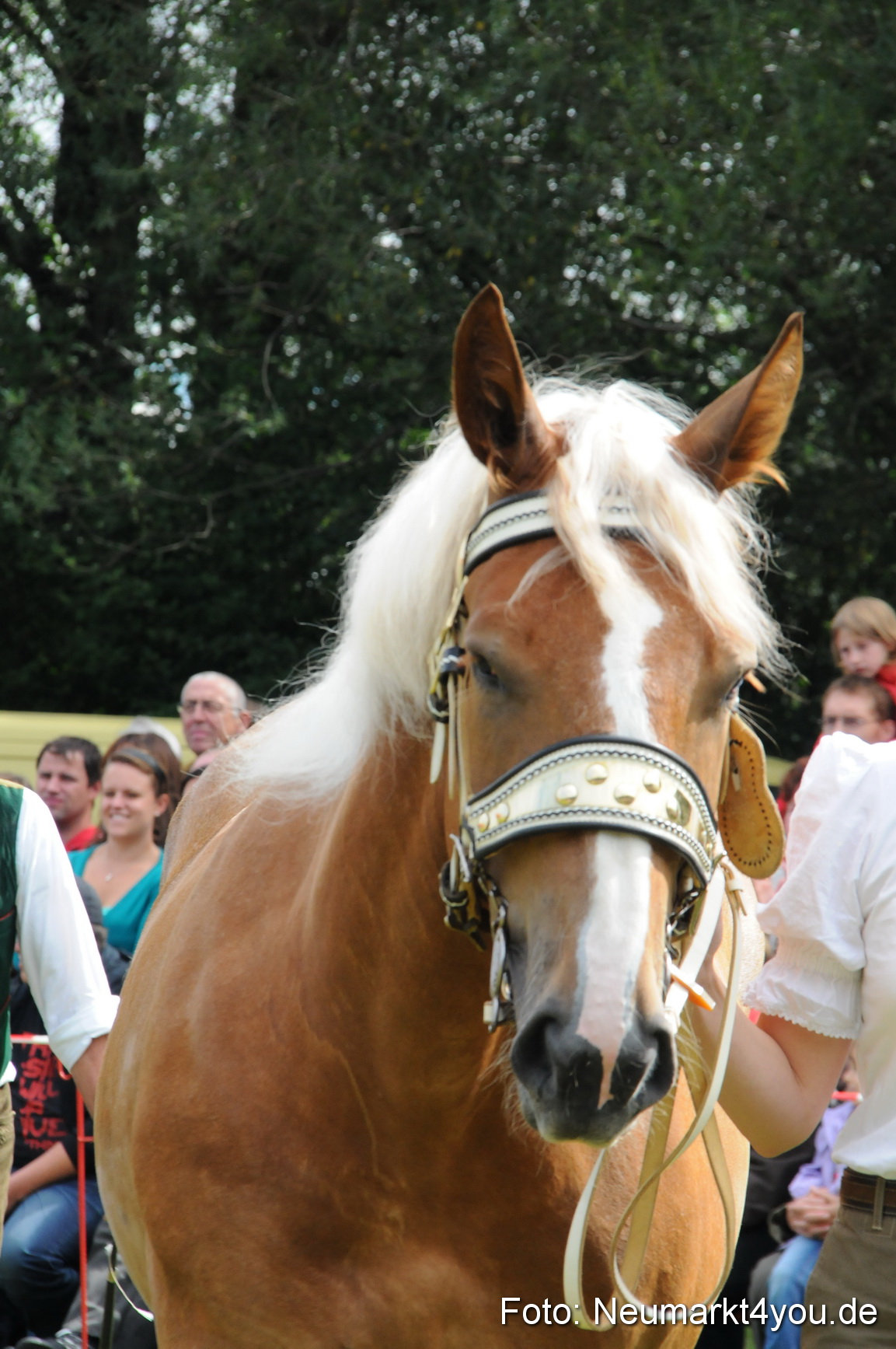 Pferdeschau Volksfest Neumarkt 160810 0114