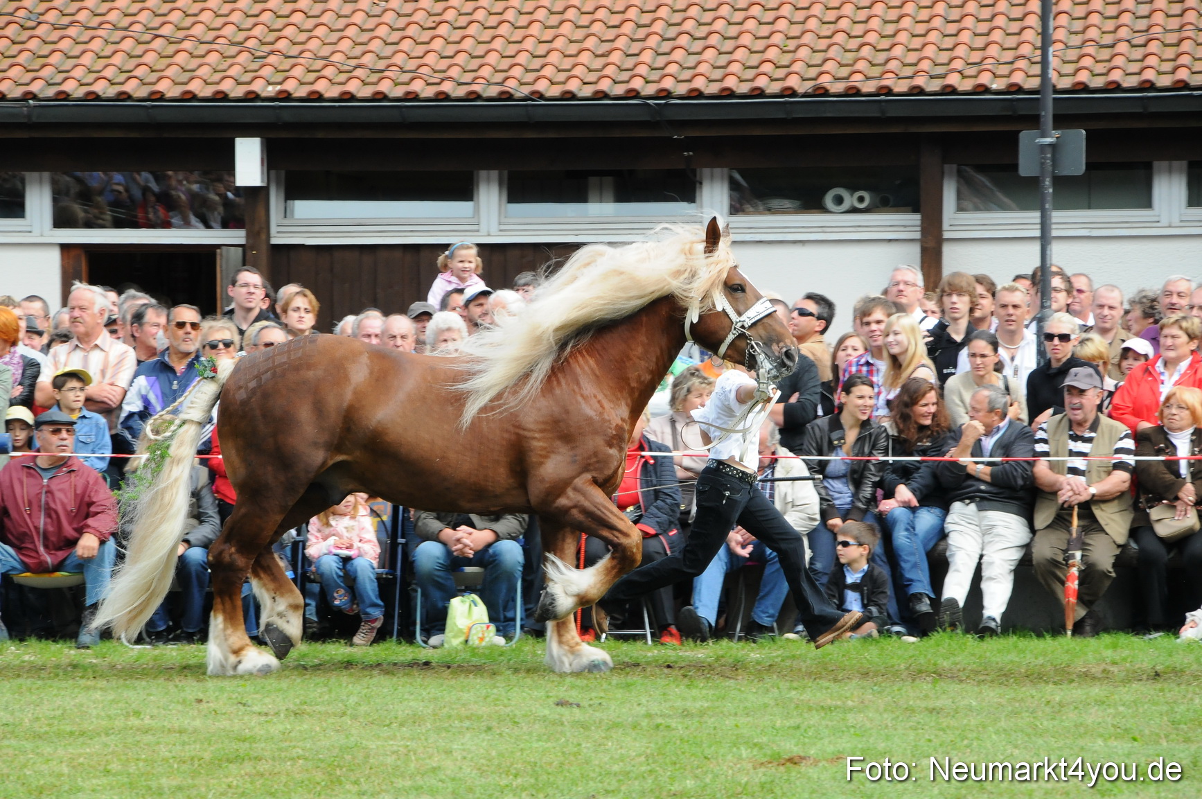 Pferdeschau Volksfest Neumarkt 160810 0115