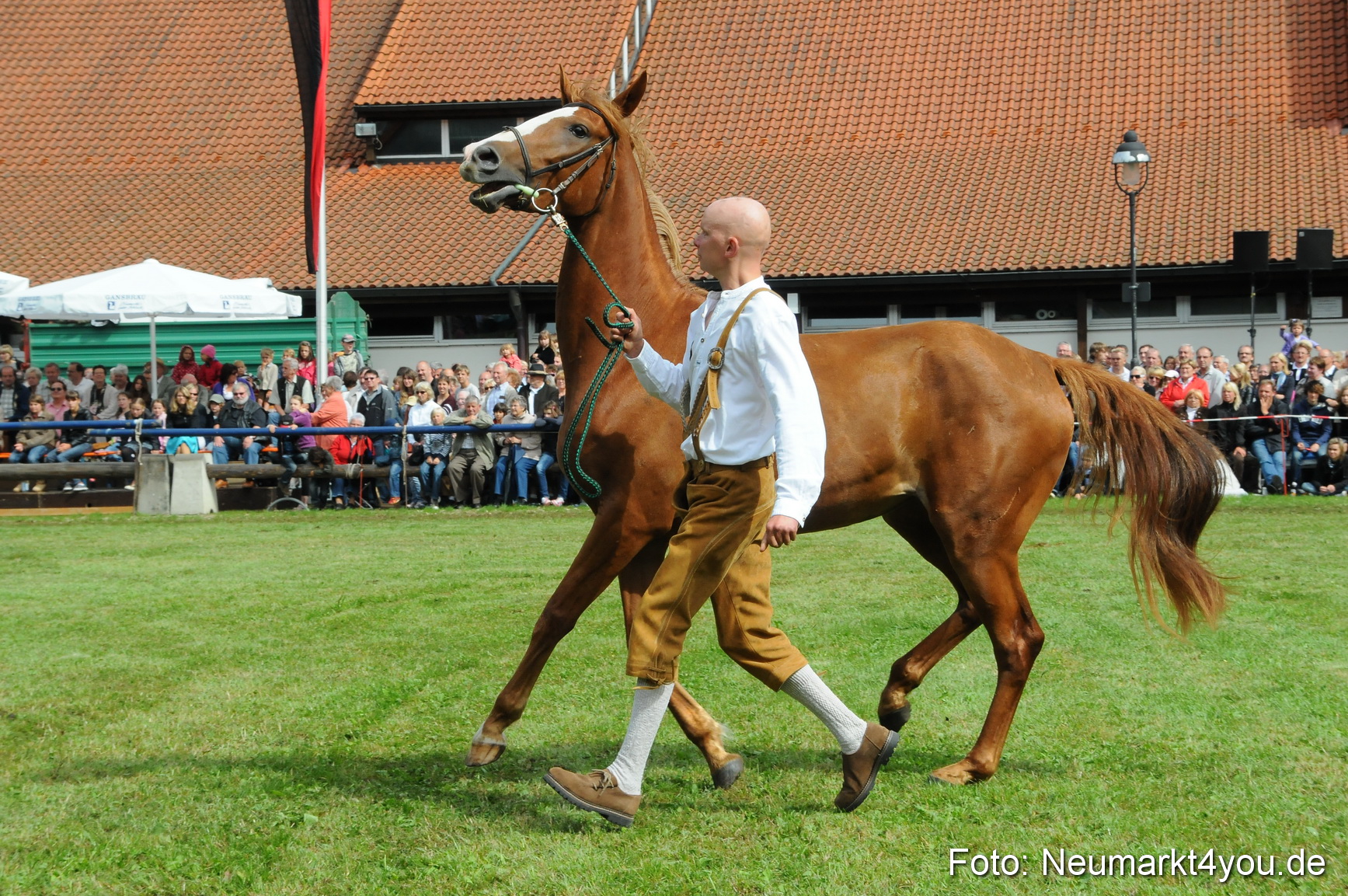 Pferdeschau Volksfest Neumarkt 160810 0118