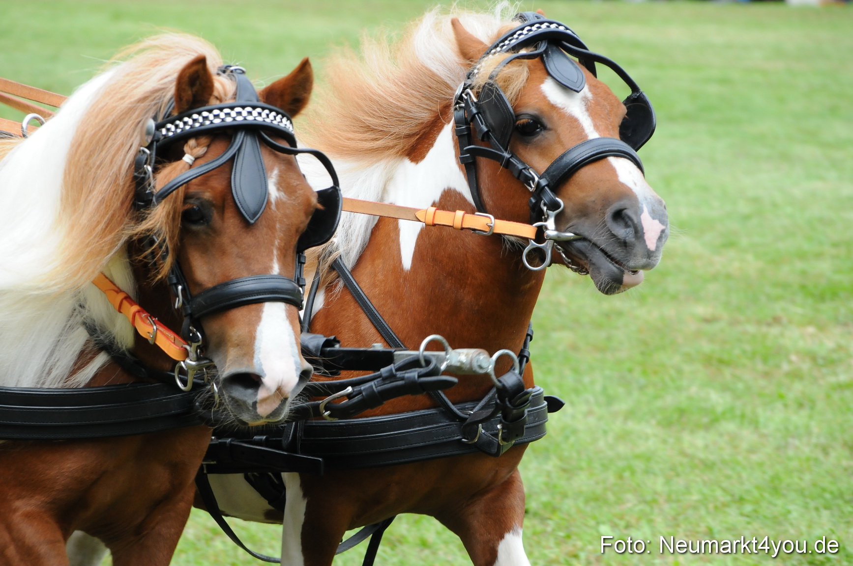 Pferdeschau Volksfest Neumarkt 160810 0149