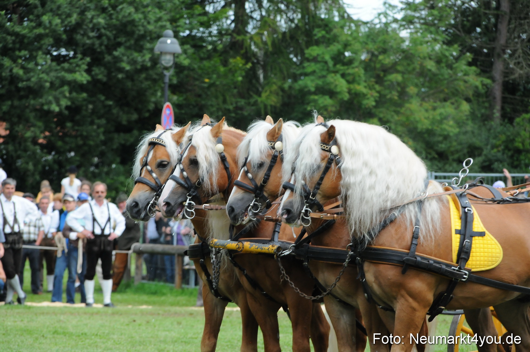 Pferdeschau Volksfest Neumarkt 160810 0157