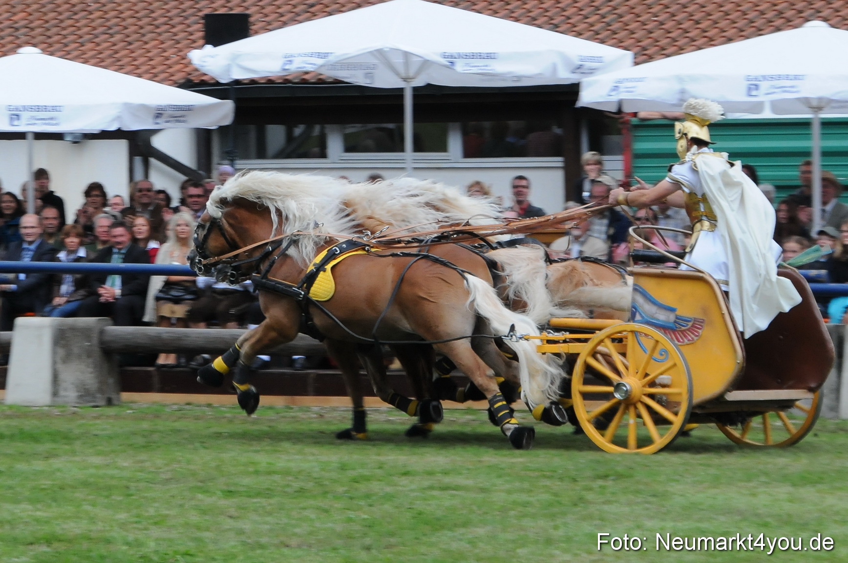Pferdeschau Volksfest Neumarkt 160810 0165