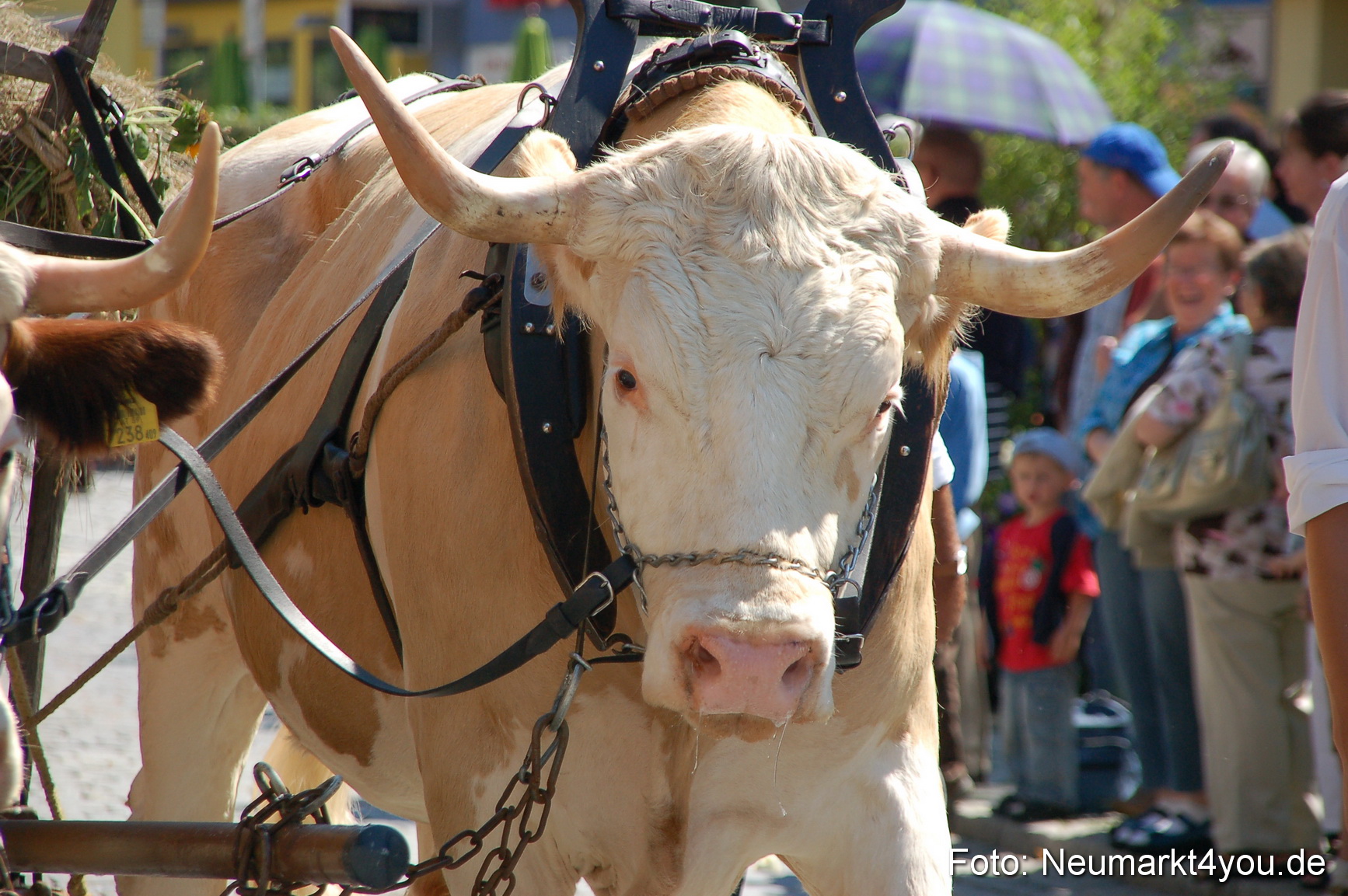 Volksfestzug Neumarkt 080810 0287