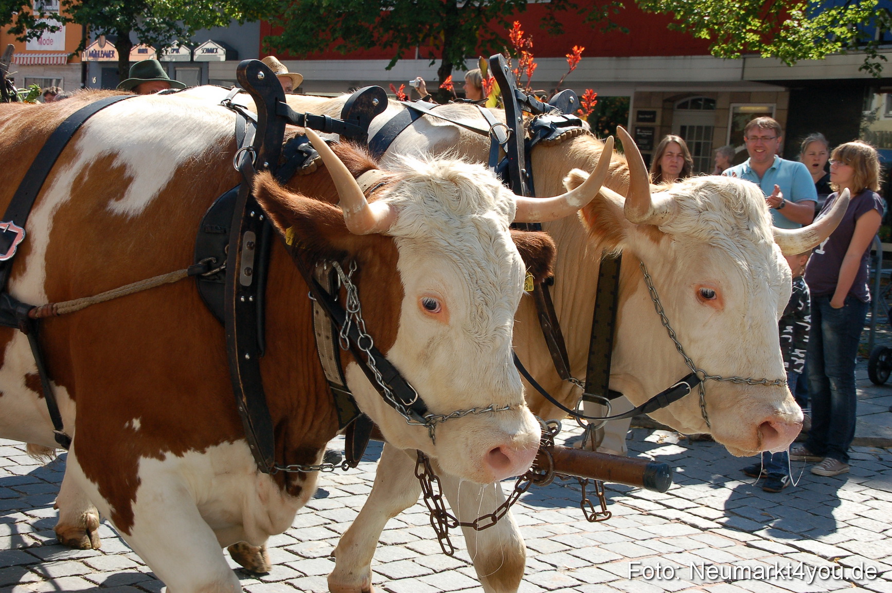 Volksfestzug Neumarkt 080810 0288