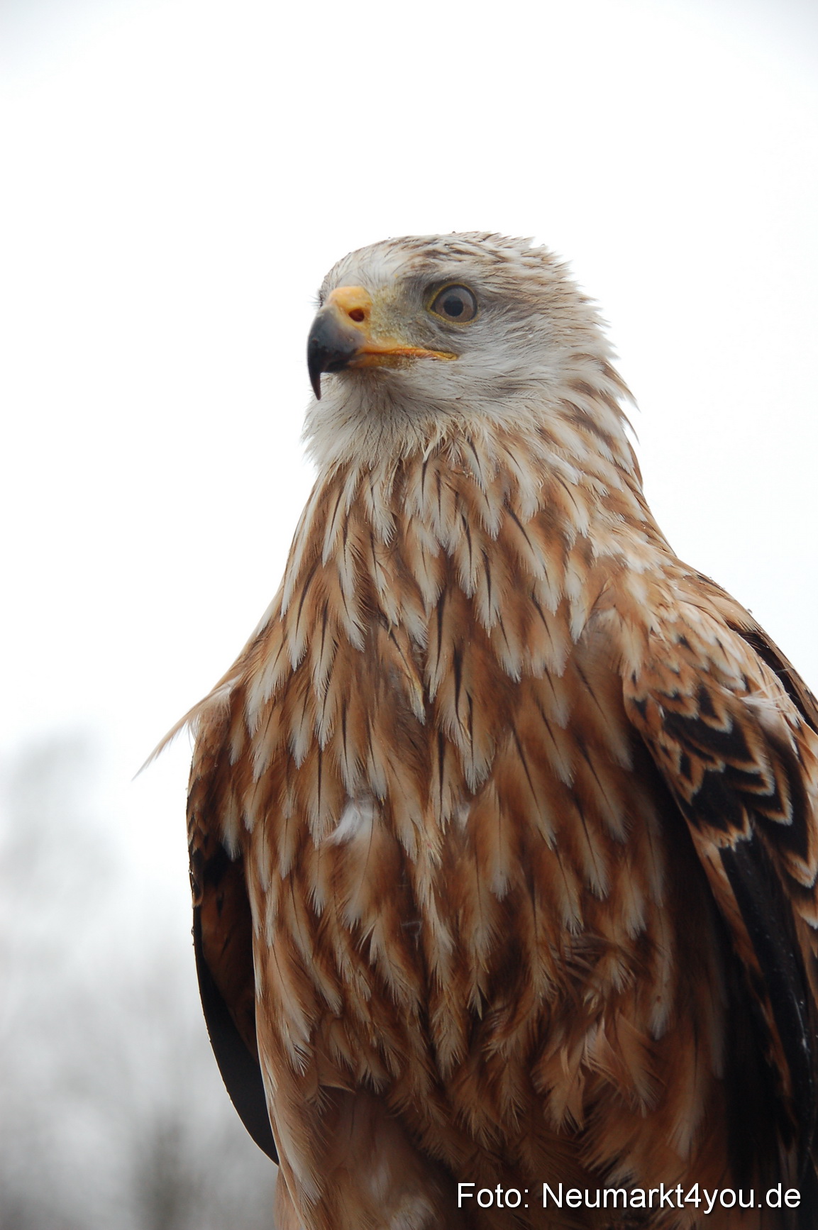 Lenzmond Festival 2010 0267