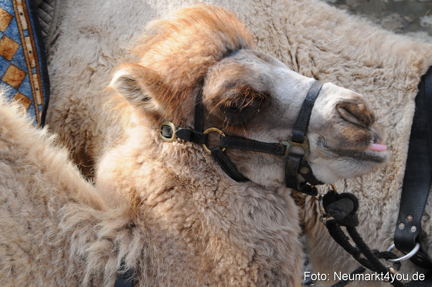 Tillyfest Breitenbrunn 120910 0256