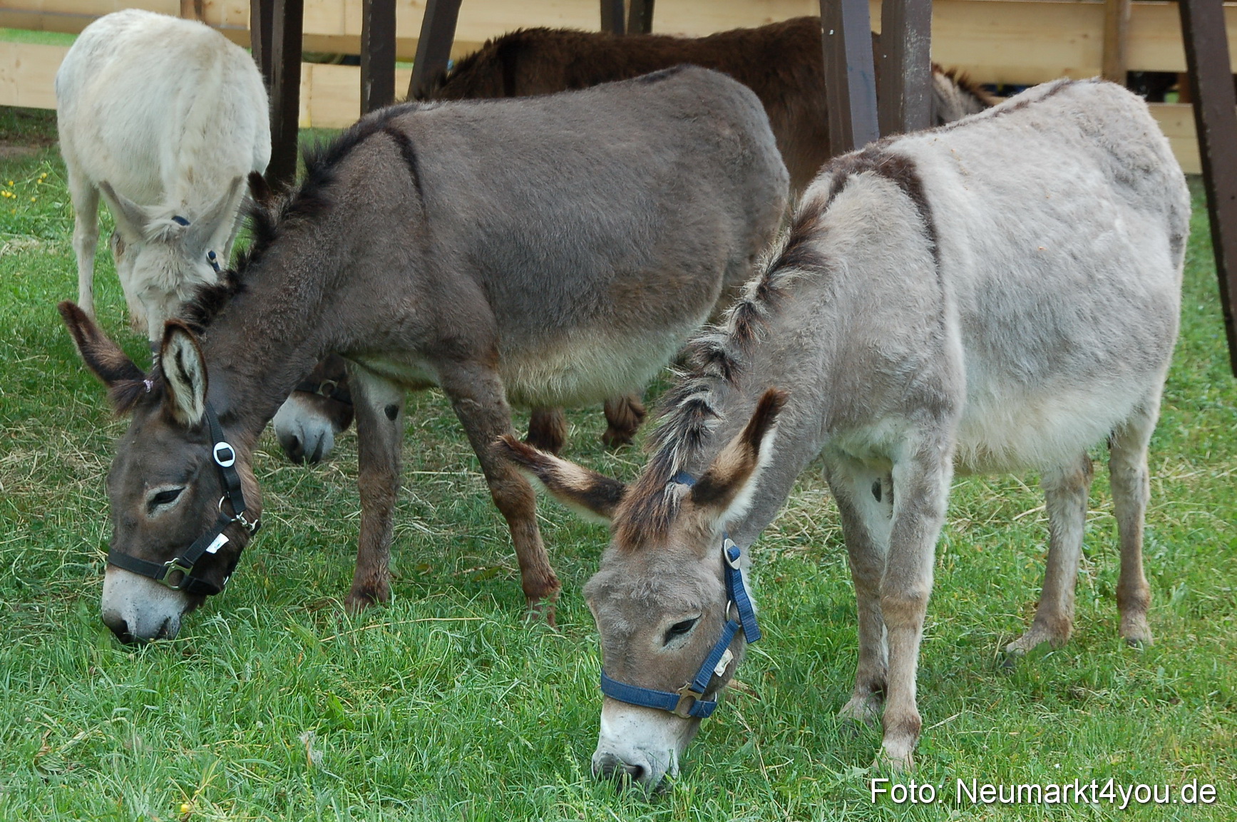 Fruehlingsfest 2011 0100