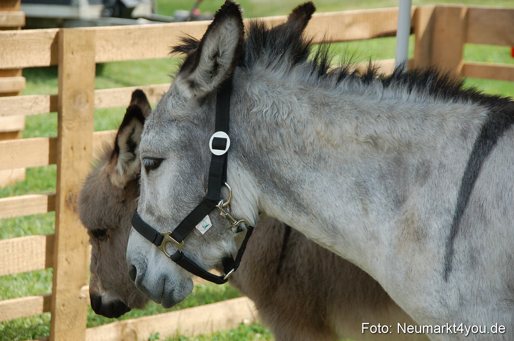 Fruehlingsfest 2011 0103