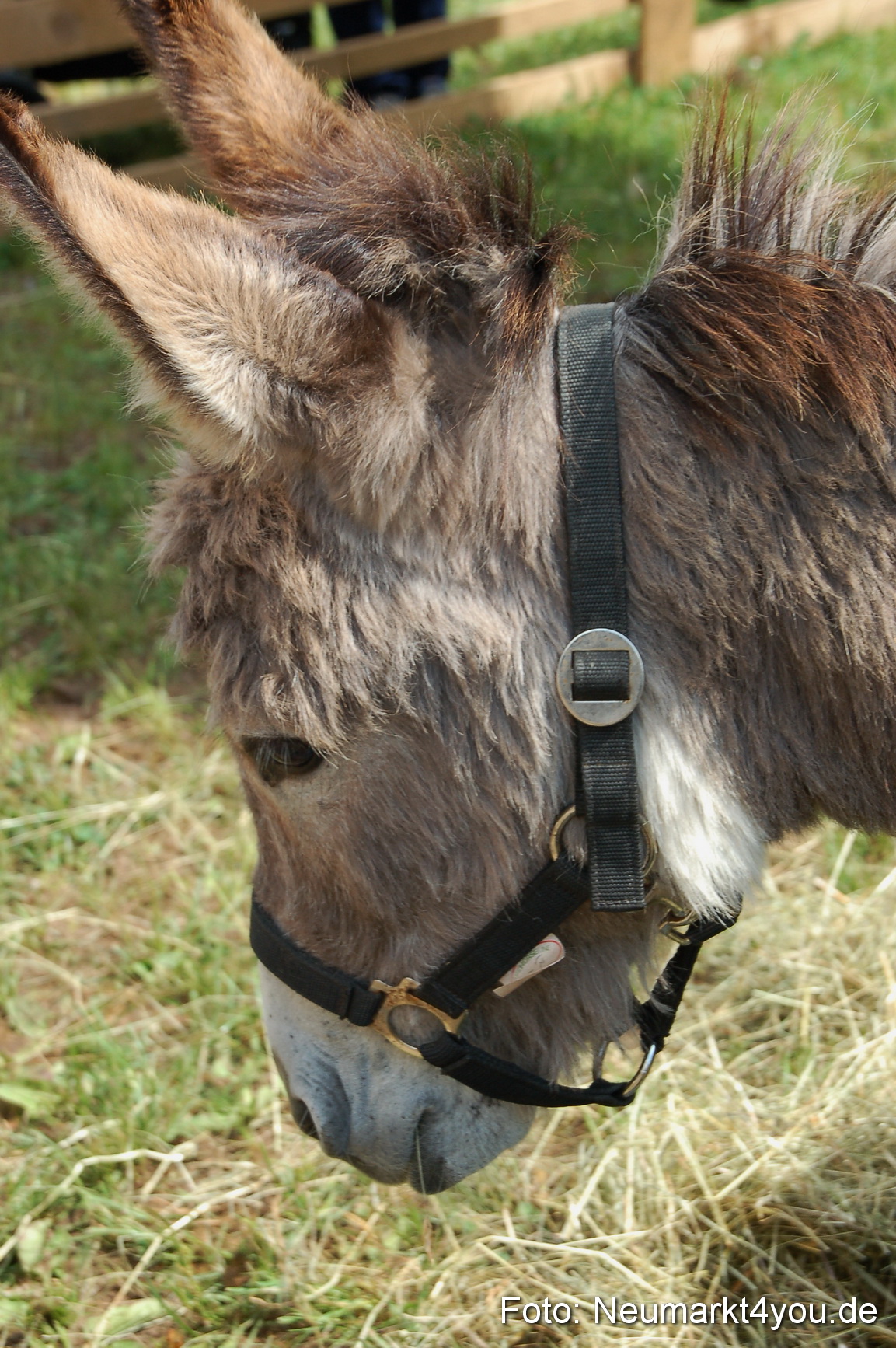 Fruehlingsfest 2011 0104