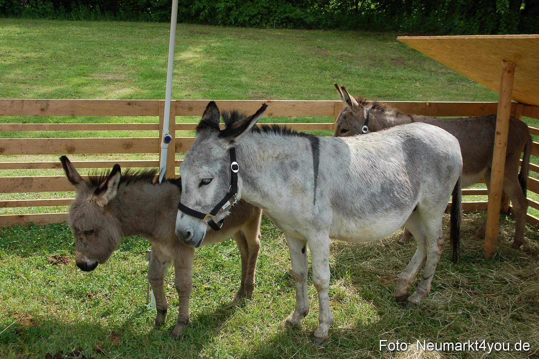 Fruehlingsfest 2011 0106