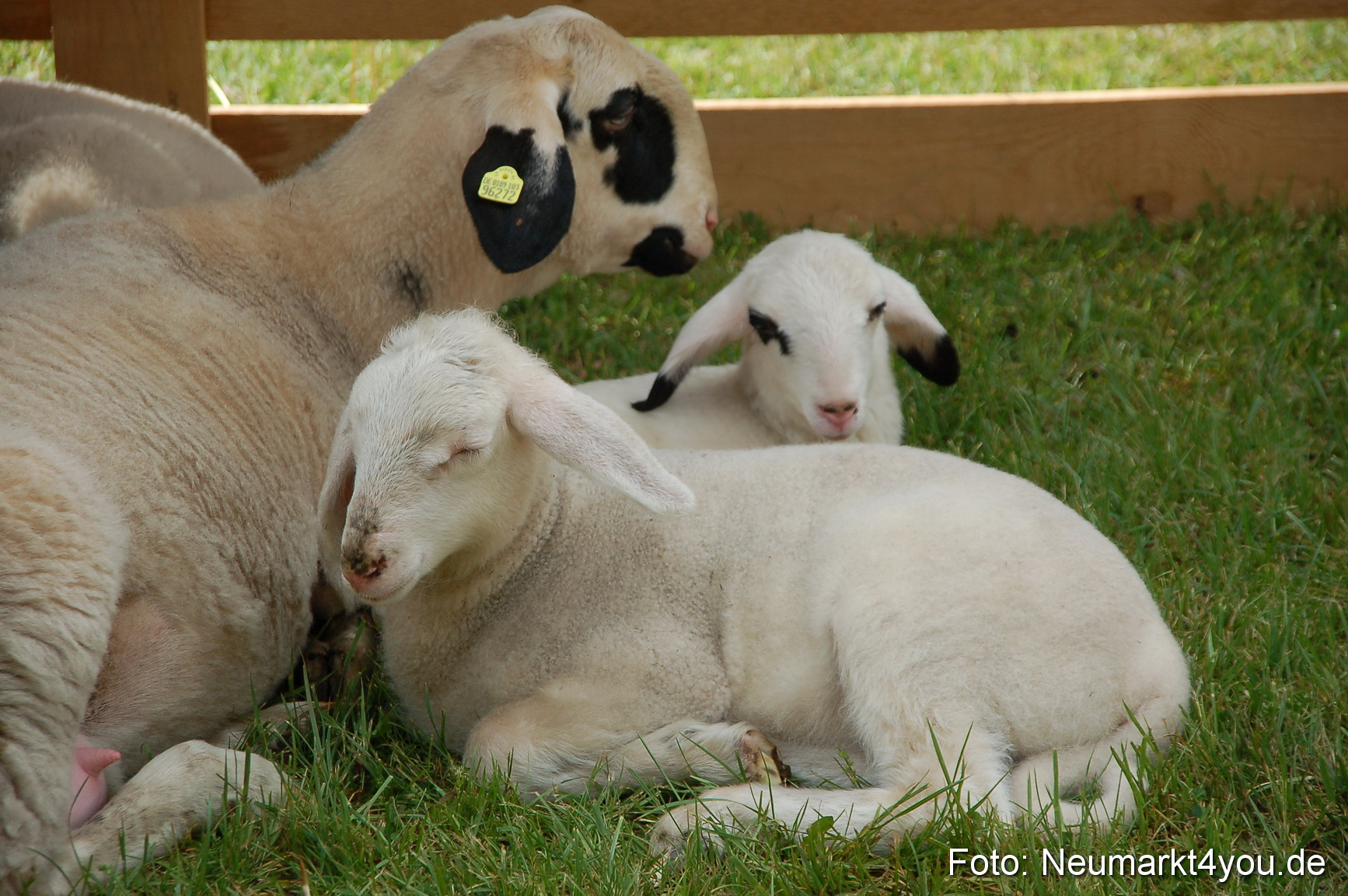 Fruehlingsfest 2011 0107