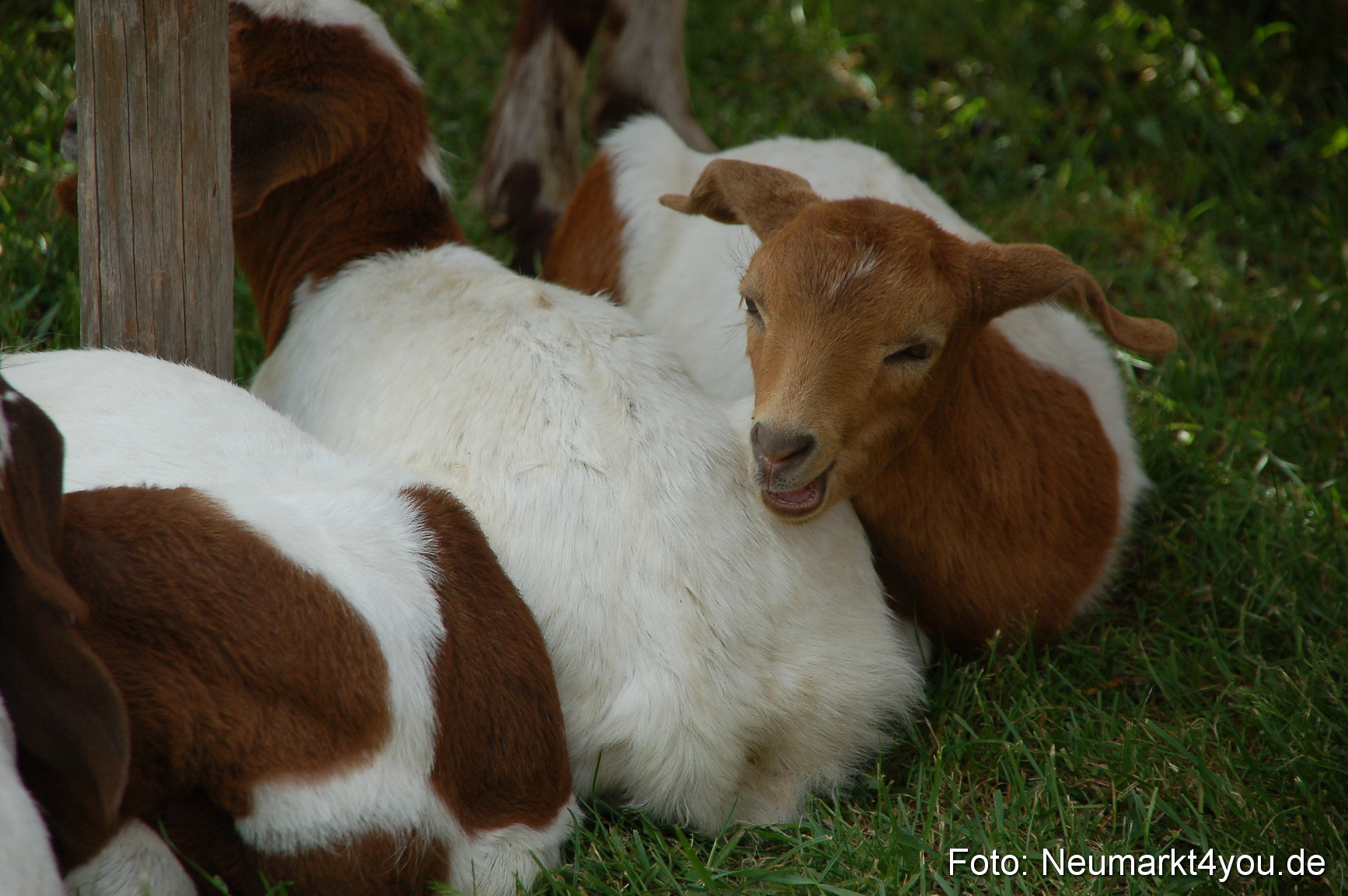 Fruehlingsfest 2011 0108