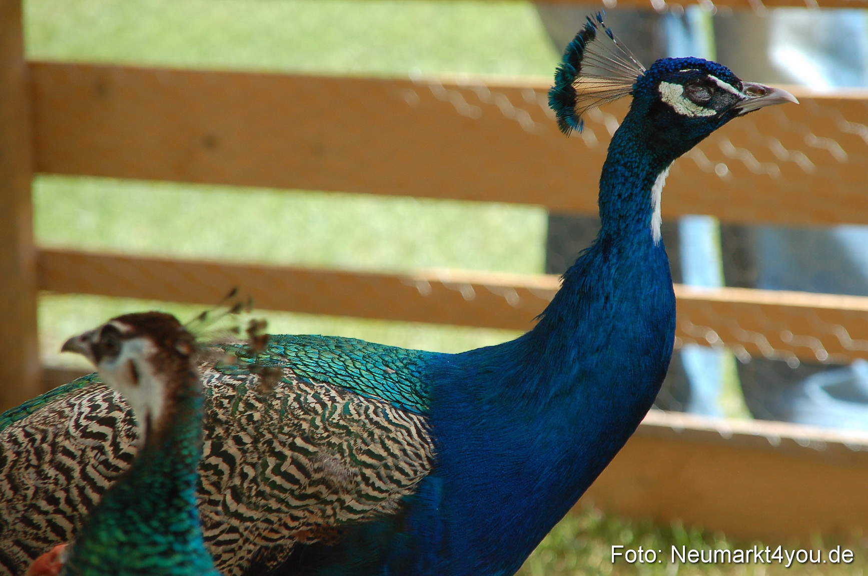 Fruehlingsfest 2011 0110