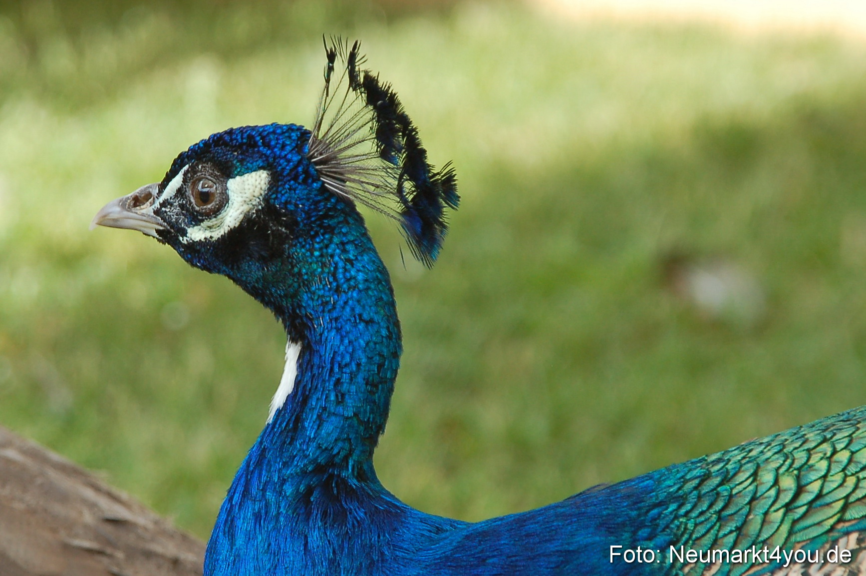 Fruehlingsfest 2011 0111