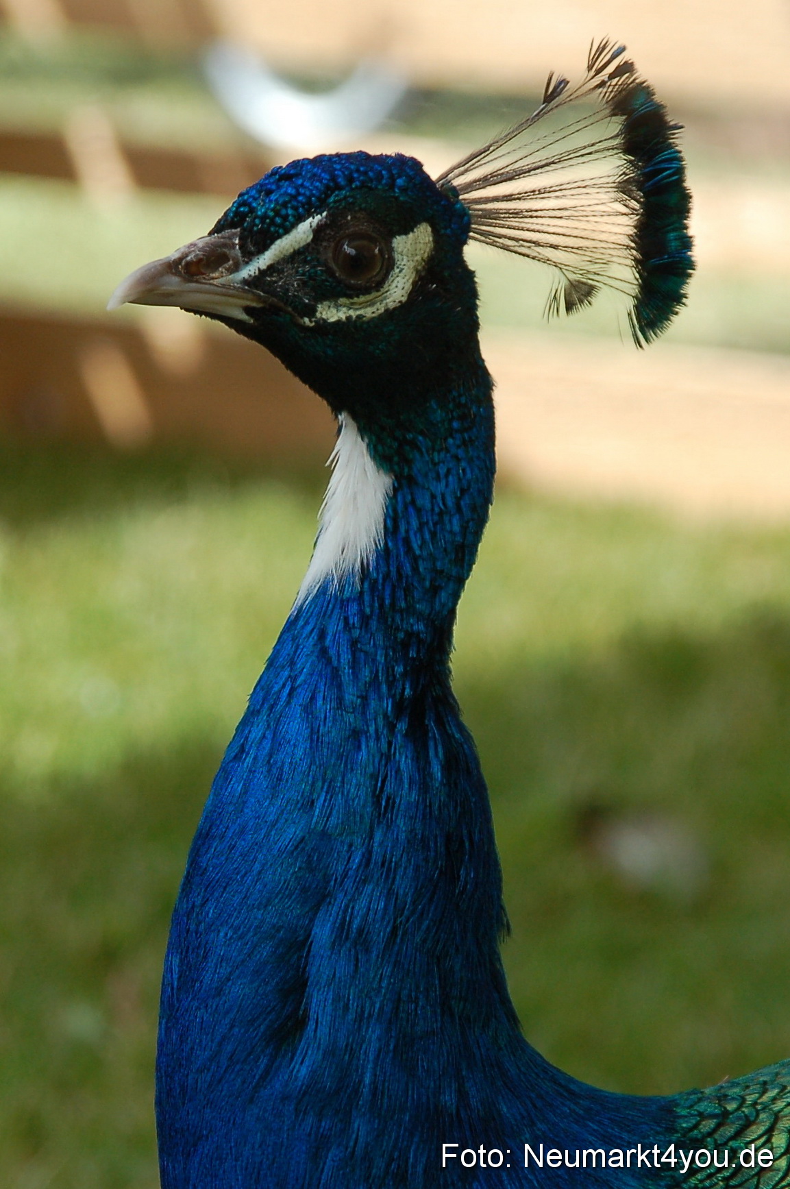 Fruehlingsfest 2011 0112