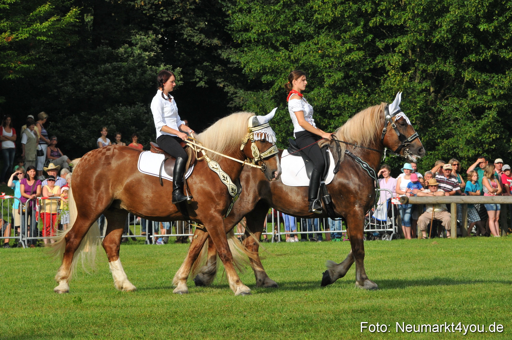 Pferdeschau Neumarkt 220811 0007
