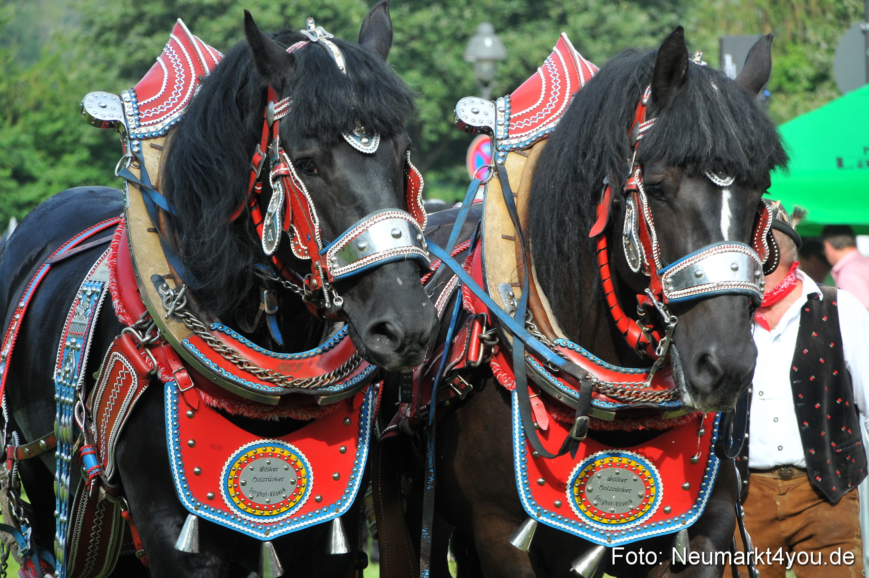 Pferdeschau Neumarkt 220811 0018