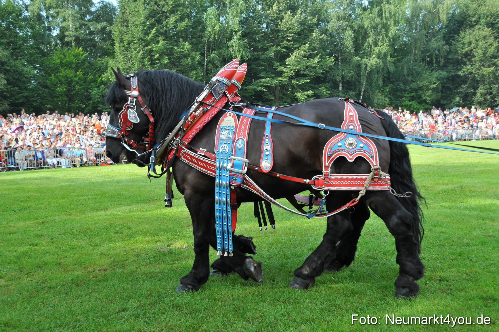 Pferdeschau Neumarkt 220811 0019