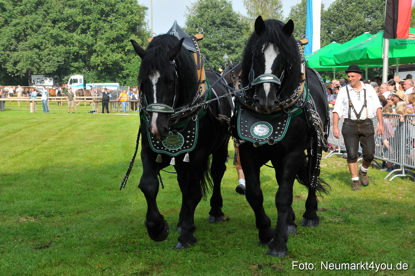 Pferdeschau Neumarkt 220811 0021