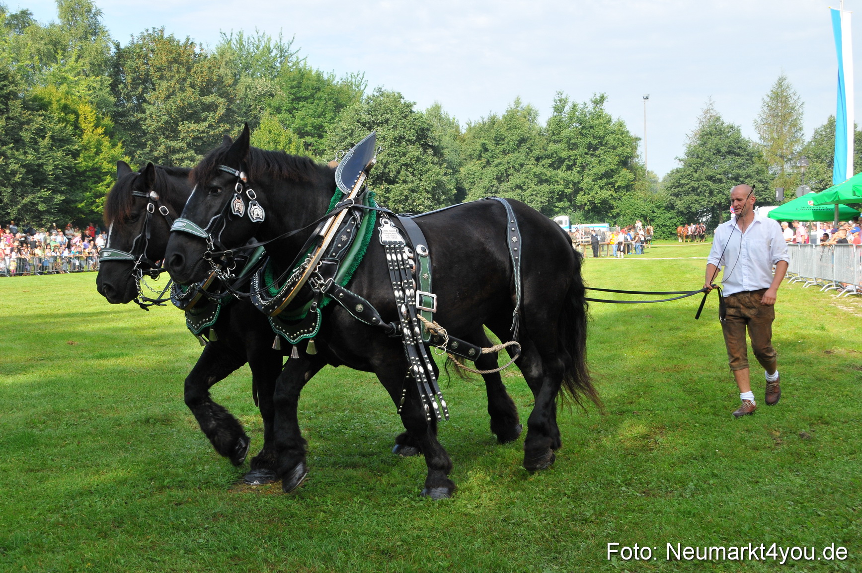 Pferdeschau Neumarkt 220811 0022