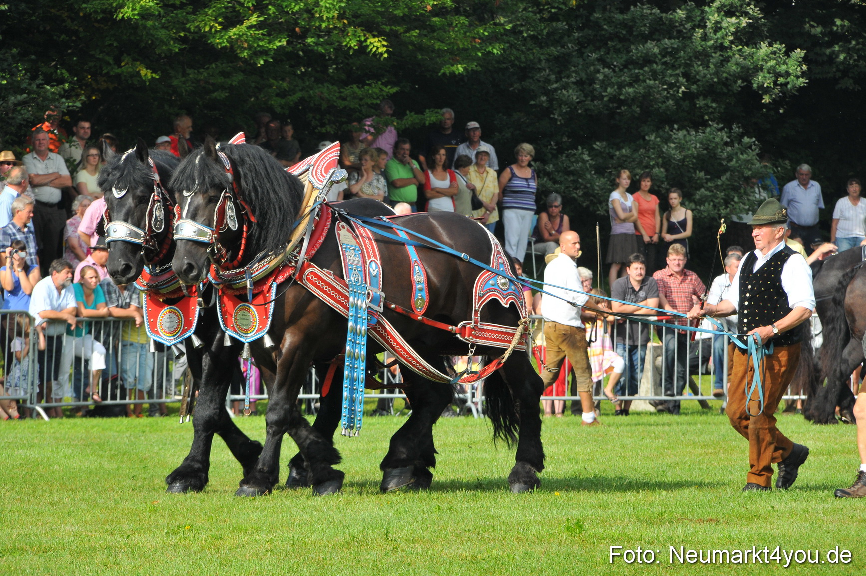 Pferdeschau Neumarkt 220811 0023