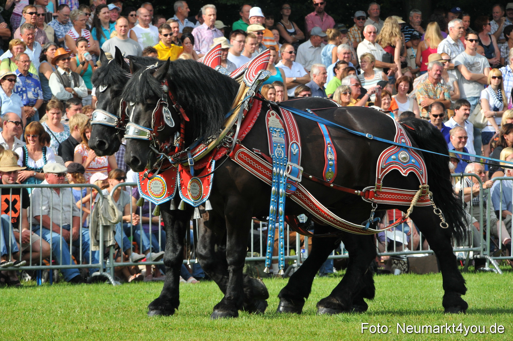 Pferdeschau Neumarkt 220811 0024