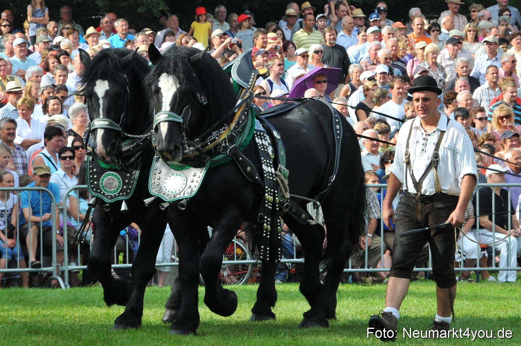 Pferdeschau Neumarkt 220811 0025