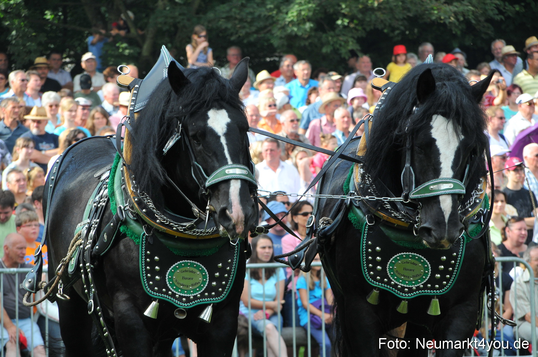 Pferdeschau Neumarkt 220811 0026