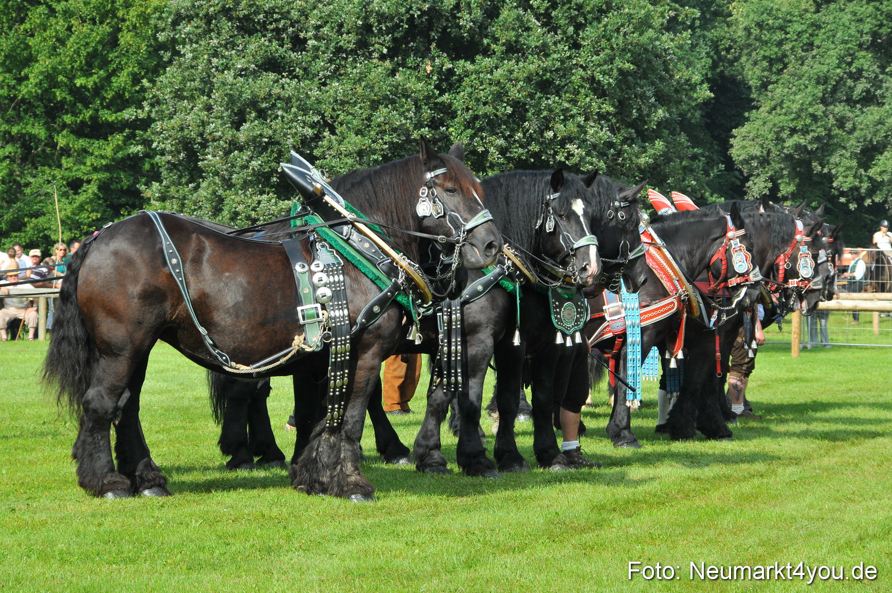 Pferdeschau Neumarkt 220811 0027