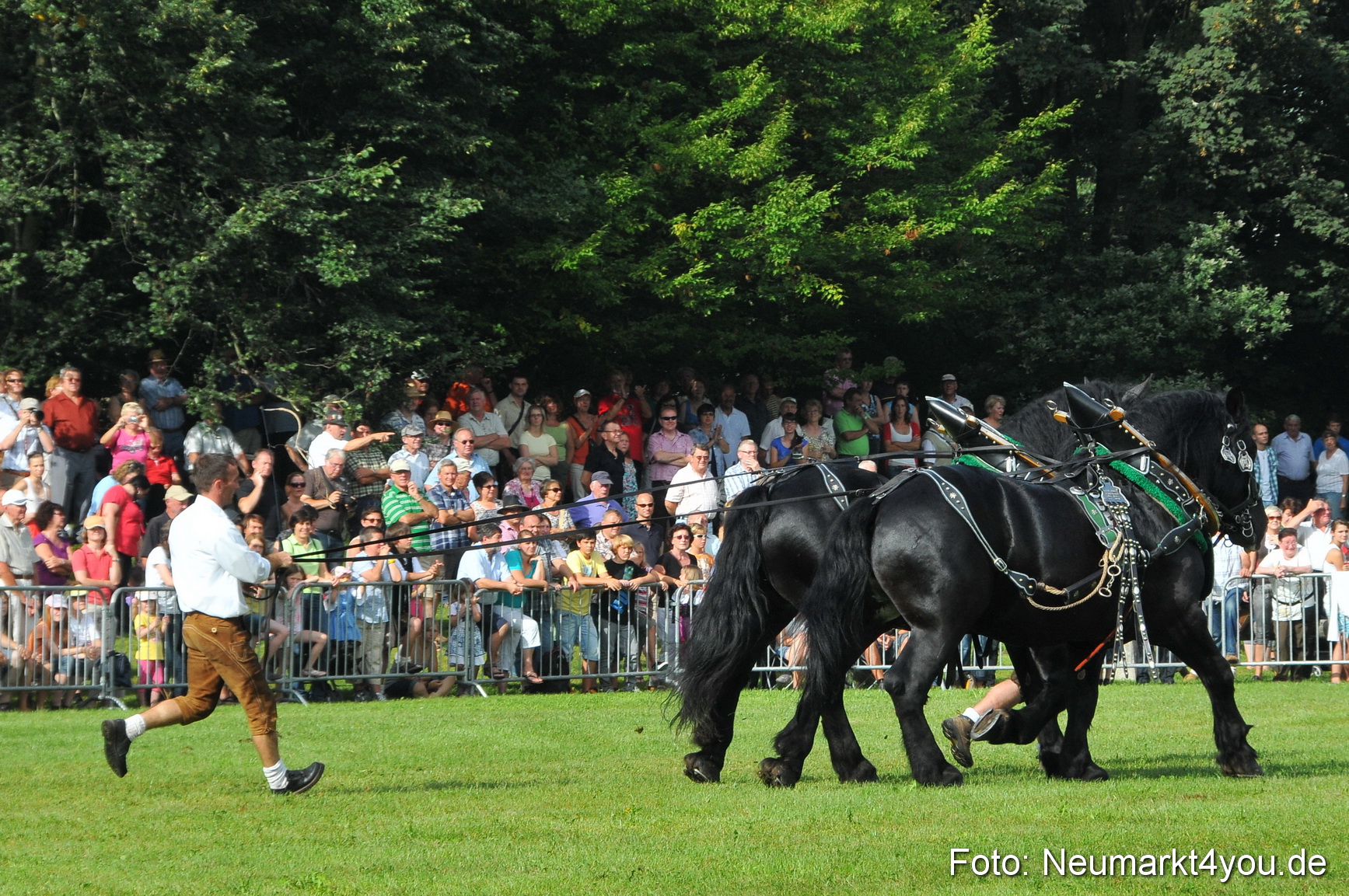 Pferdeschau Neumarkt 220811 0029