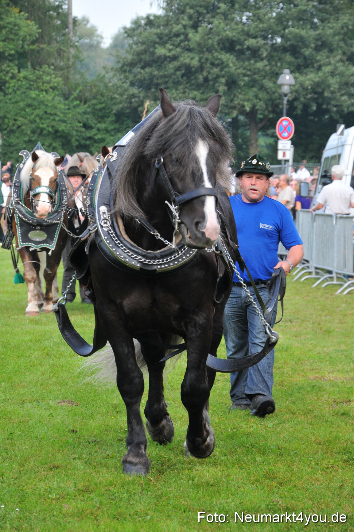 Pferdeschau Neumarkt 220811 0030