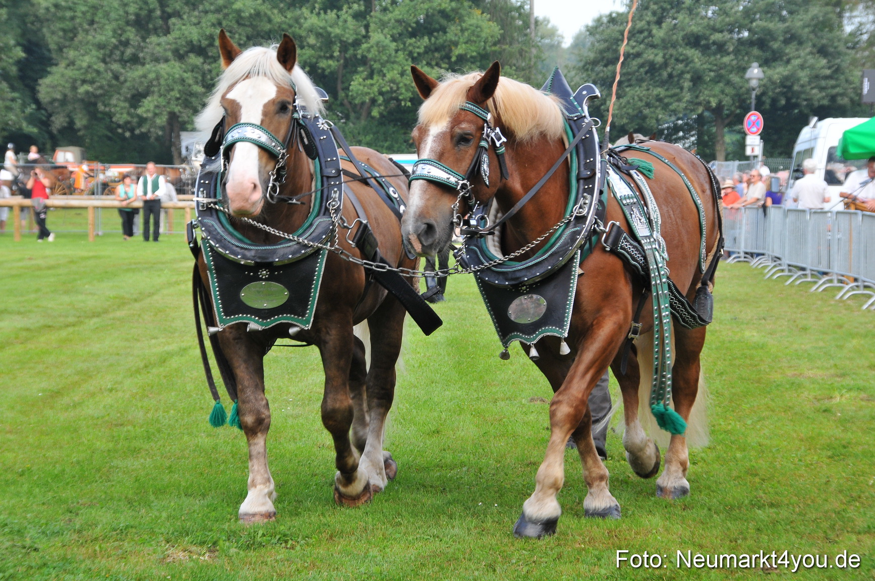 Pferdeschau Neumarkt 220811 0031
