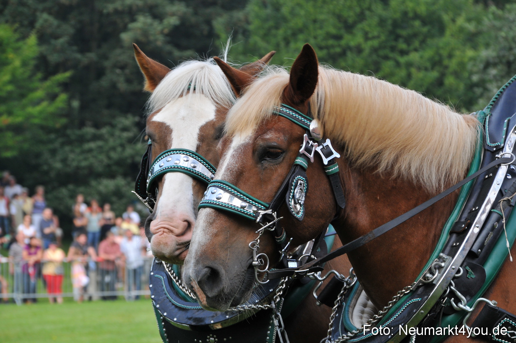 Pferdeschau Neumarkt 220811 0032
