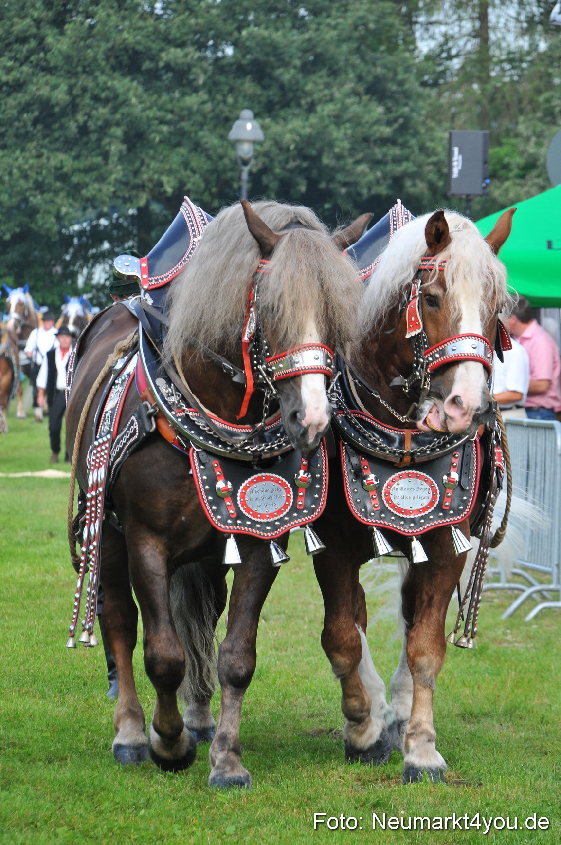 Pferdeschau Neumarkt 220811 0033