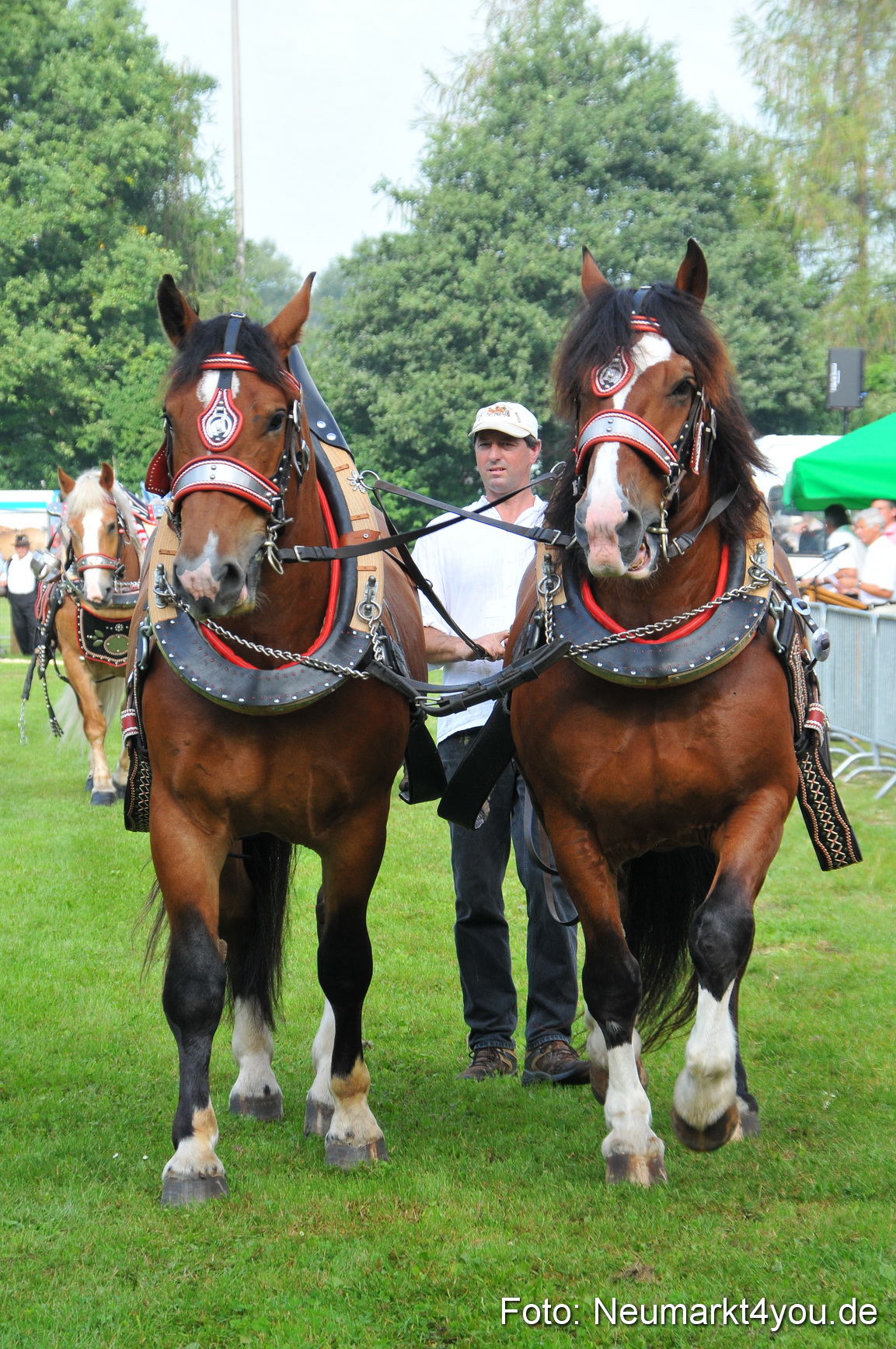 Pferdeschau Neumarkt 220811 0035
