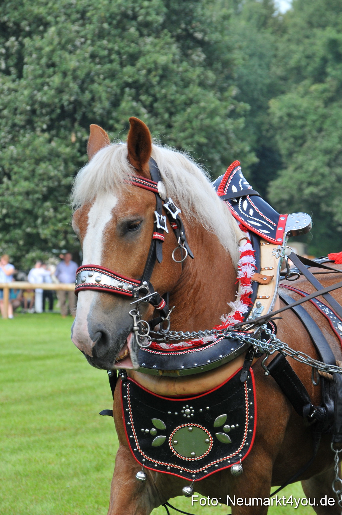 Pferdeschau Neumarkt 220811 0037