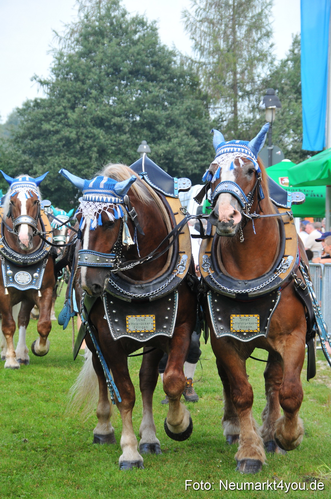 Pferdeschau Neumarkt 220811 0038