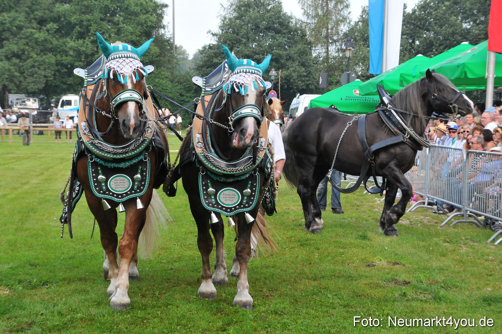 Pferdeschau Neumarkt 220811 0040