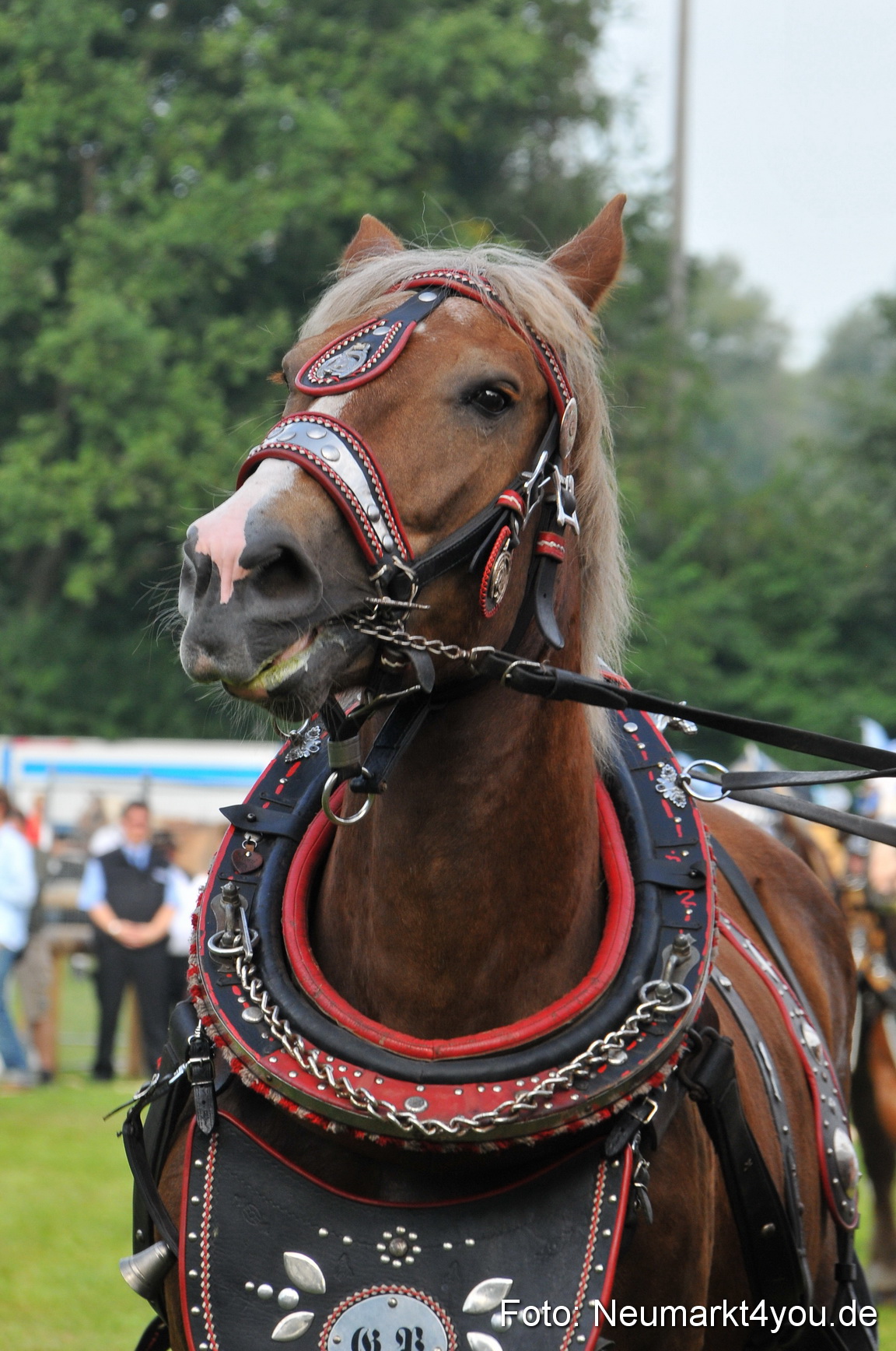 Pferdeschau Neumarkt 220811 0042