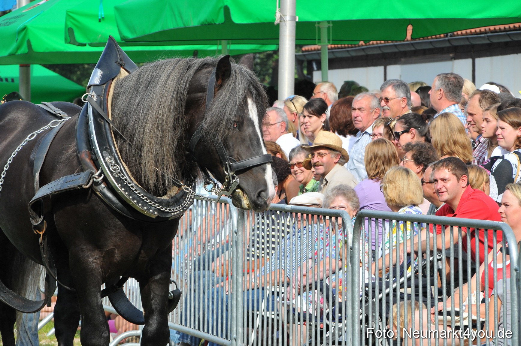 Pferdeschau Neumarkt 220811 0043