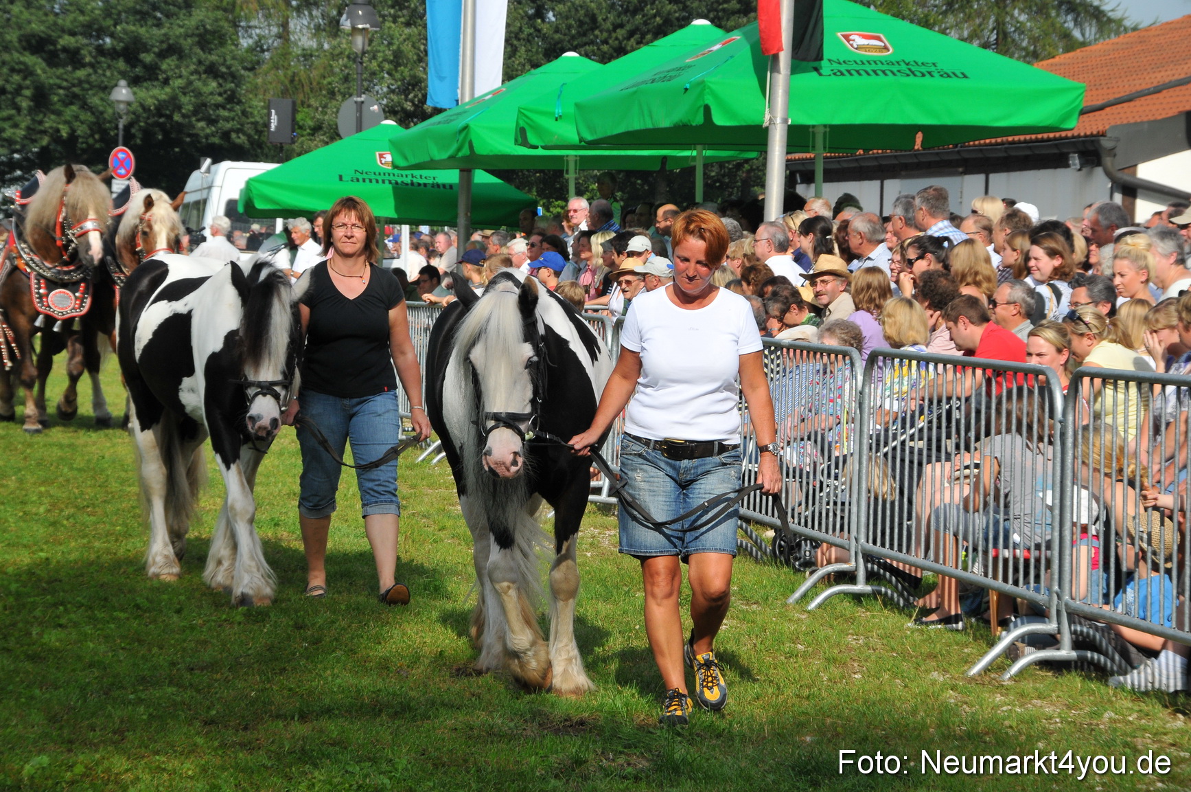 Pferdeschau Neumarkt 220811 0044