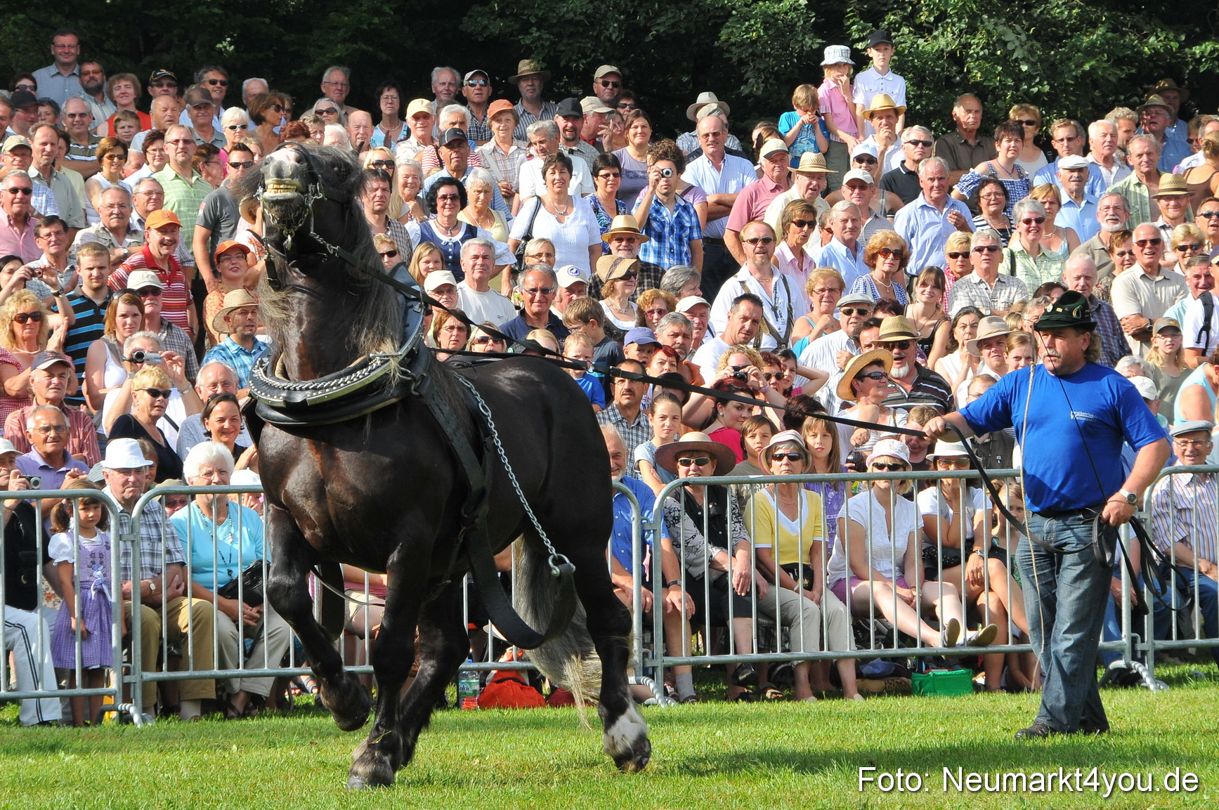 Pferdeschau Neumarkt 220811 0045
