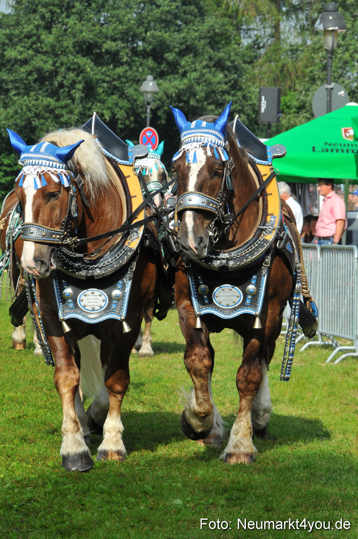 Pferdeschau Neumarkt 220811 0046