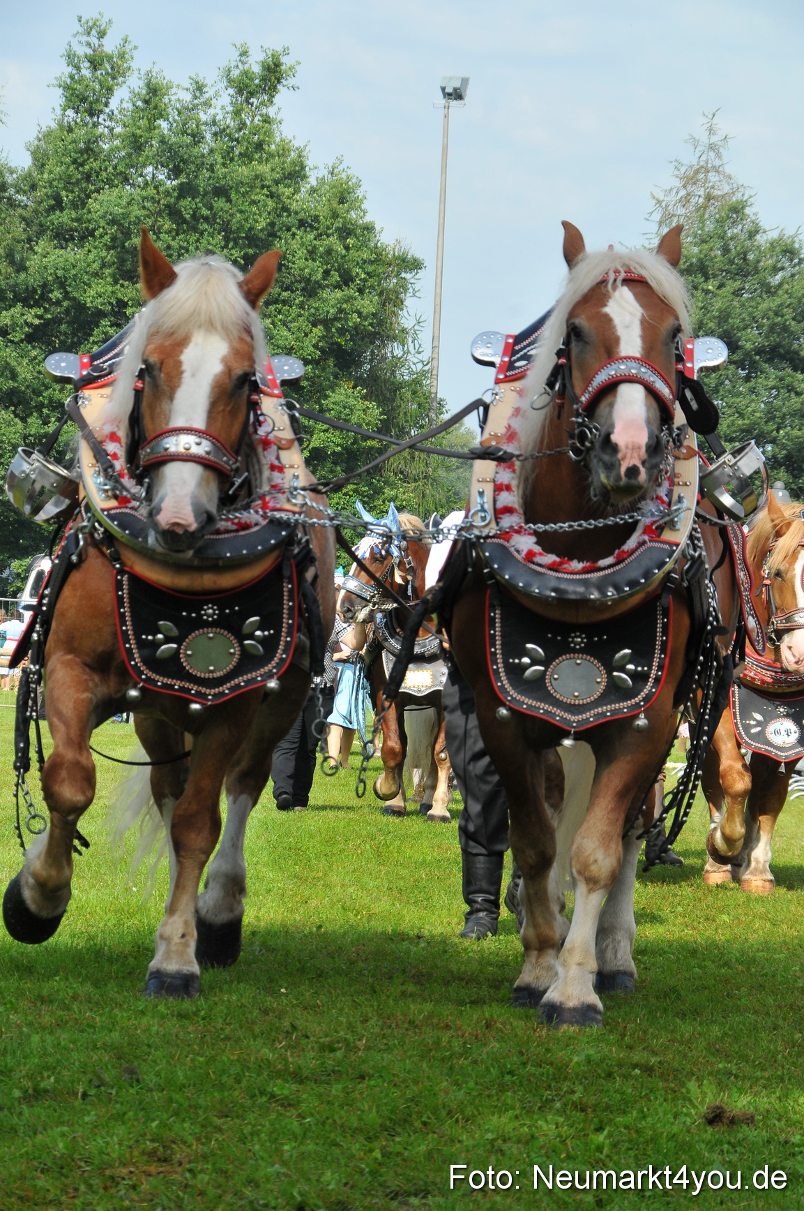 Pferdeschau Neumarkt 220811 0047