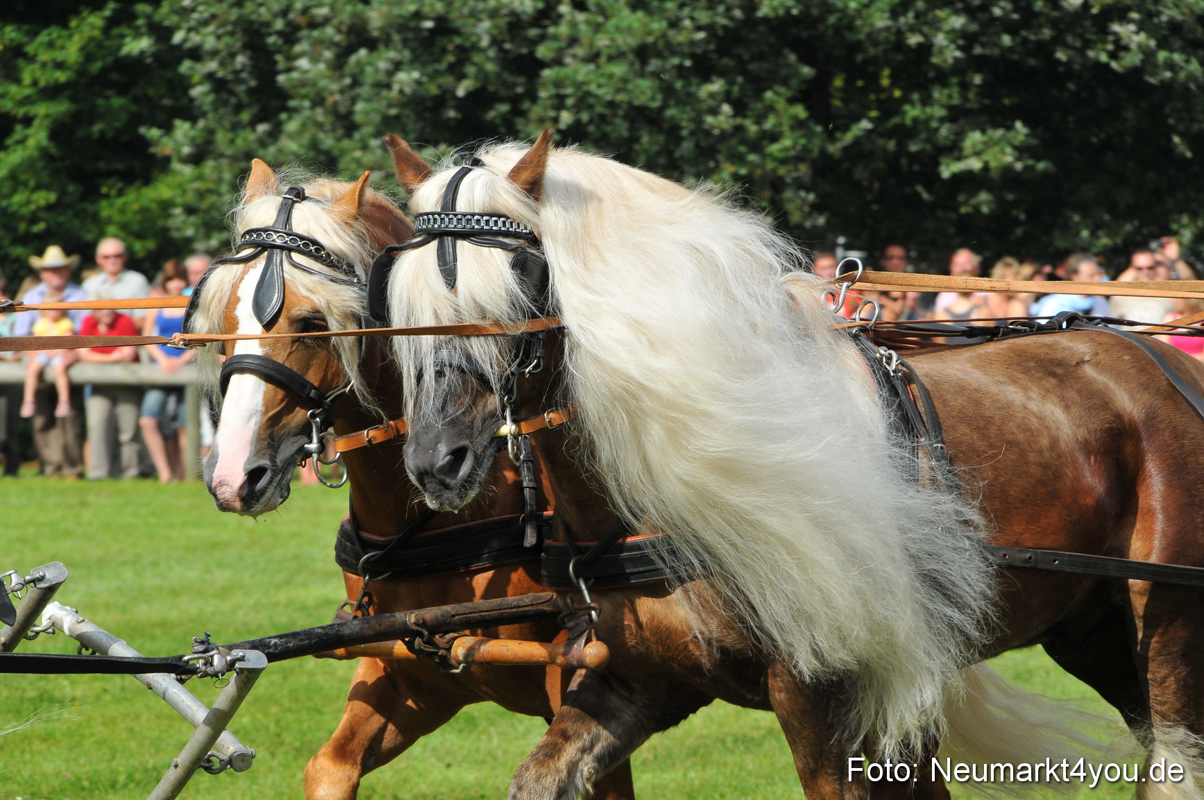 Pferdeschau Neumarkt 220811 0081